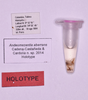 CollectionObject 1572184; ea01757e-86b9-496b-a56f-b6d20e33cdf8: labels (holotype). (CollectionObject).