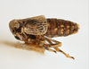 Habitus, lateral view: !! display not done !! on Pissonotus frontalis (Crawford, 1914): (Observation).