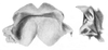 Ceuthophilus (Ceuthophilus) pallidipes Walker, 1905: Fig. 25. epiphallus. (Otu).