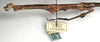 CollectionObject 1559817; NMW 377, 7586d624-7dce-4be4-8775-2f4387286cd3: copyright NMW, Vienna. female: head and thorax, lateral view (syntype). (CollectionObject).