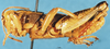 CollectionObject 1505079; 8c0ab637-236e-4bc4-8b7c-1ecf3f2f65f7, DORSA D011AM01: male, lateral view (holotype). (CollectionObject).