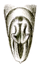 Elbenia (Elbenia) tenera Brunner von Wattenwyl, 1878: Pl. XVIII, Fig. 42b. male abdomen tip, dorsal view (previously Synonym Elbenia triangularis). (Otu).