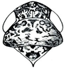 Head: Texananus extremus, head, pronotum, and mesonotum, dorsally. (Observation).