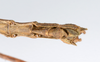 CollectionObject 1579444; cf7c8766-34dd-41a5-91de-53486e1f214a: copyright ZMUH, Hamburg. male: end of abdomen, ventral view (syntype). (CollectionObject).