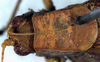 CollectionObject 1532298; NMW 1861, 27b1f70c-4e85-4465-8d4b-f1b08007a649: female head and pronotum, dorsal view (holotype?). (CollectionObject).