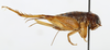 CollectionObject 1588017; 1b0134b5-e58a-4e95-8bf4-505223ff096e, MNHN-EO-ENSIF6914: female, lateral view (paratype). (CollectionObject).