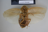 CollectionObject 1552788; NHMUK(SF IMPORT DUPLICATE) BMNH(E) 877077, 5a0aba63-f5db-4f05-8c74-0f22108b7615: Copyright NHM, London. Holotype female of Epilampra congrua, ventral view. (CollectionObject).
