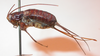 CollectionObject 1543582; 9e759cdc-7061-49de-9eaf-ee52bdbfbed7: female, lateral view (syntype of Endacustes darienicus). (CollectionObject).
