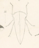 Habitus, dorsal view on Cyrtolobus arcuatus (Emmons, 1855): (Observation).