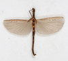 CollectionObject 1560991; NMW 227, 7fa38c3f-f13b-4740-bc05-bac1a831a840: copyright NMW, Vienna. female, dorsal view (holotype). (CollectionObject).