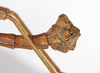 CollectionObject 1562383; bb24c673-e74e-40ee-93c7-fcfeacd4cacc: copyright ZMB, Berlin. male: end of abdomen, lateral view (syntype). (CollectionObject).;CollectionObject 1562384; d3ae3f62-92cf-49f3-89af-34838899ffec: copyright ZMB, Berlin. male: end of abdomen, lateral view (syntype). (CollectionObject).