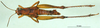 CollectionObject 1501517; c8458b68-86e5-40cf-ad7d-7eb92ad40683, DORSA BA000547S01: female, dorsal view (holotype). (CollectionObject).