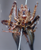 CollectionObject 1536193; NMBA 3226245, 16d84d33-f2d4-4384-ba6d-3b1f8a3f0356: male, frontal view (Anabropsis griffinii). (CollectionObject).