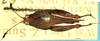 CollectionObject 1505114; d3ba45a7-d55b-4fbb-b299-998ffafd0761: female, dorsal view. (CollectionObject).