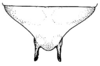 Ceraia tibialis Brunner von Wattenwyl, 1891: Pl. XXII, Fig. 2 (Susumuco, Cundinamarca). male ultimate tergite, dorsal view. (Otu).