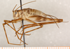 CollectionObject 1499408; 97247681-0d79-43b6-9c83-8e2b6533004e: male, lateral view (holotype). (CollectionObject).