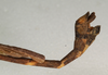 CollectionObject 1562061; NMW 975, 8c1b9482-bba8-4238-b57e-5ff78af64103: copyright NMW, Vienna. male: head and thorax, lateral view of synonym Sosibia macera (lectotype). (CollectionObject).