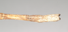 CollectionObject 1557439; NHMUK(SF IMPORT DUPLICATE) 844933, 69b7b286-4b53-43eb-bb86-58d460924cf1: copyright Natural History Museum, London. male: end of abdomen, dorsal view (holotype). (CollectionObject).
