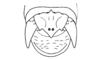 Anablysis pantherina Gerstaecker, 1889: Fig. 28. male abdomen tip, dorsal view. (Otu).