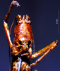 CollectionObject 1503262; 50bda0fb-7777-4eee-b561-a2549de17ec9: male frons. (CollectionObject).