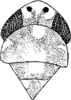 Head: Head, pro-, and mesothorax. (Observation).