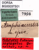 CollectionObject 1501048; 0e7b0ac5-1863-4136-8f12-7cb27de7147a, DORSA BG00037S01: labels (holotype). (CollectionObject).
