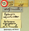 Epilampra cinerascens Brunner von Wattenwyl, 1865: Holotype, male, labels. BMNH(E)#878061. (Otu).