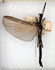 CollectionObject 1560848; 45d443c8-4d63-45bc-88d5-30a6ca035bbe: copyright ANSP. male (holotype). (CollectionObject).