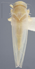 Habitus, dorsal view: !! display not done !! on Alebra albostriella (Fallén, 1826): Dorsal - light. light color variation. (Observation).