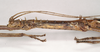 CollectionObject 1563139; 0872858b-3c8b-4f76-ab9a-0476d53970bf: copyright Natural History Museum, London. male: head and thorax, lateral view of Oxyartes lamellatus (paralectotype). (CollectionObject).;CollectionObject 1563140; e690f7dd-2212-4cc5-a841-85c694de7525: copyright Natural History Museum, London. male: head and thorax, lateral view of Oxyartes lamellatus (paralectotype). (CollectionObject).