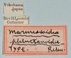 CollectionObject 1559846; abb1d81c-bde9-4d41-9cf0-f80d4edba0ee: copyright USNM, Washington. (CollectionObject).;CollectionObject 1559847; e611e944-2d48-40fc-b5bd-7cd65ae6fc57: copyright USNM, Washington. (CollectionObject).