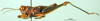 CollectionObject 1501657; 607d2fe3-87aa-48f2-8860-f2a1f3f3979f, DORSA BA000170S01: male, lateral view (holotyoe of Auloserpusia laeta). (CollectionObject).