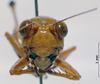 CollectionObject 1503326; MBBJ 3225230, 36509392-f748-4bfd-af33-1e1d80fd2295: female, frontal view. (CollectionObject).