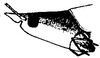 female head, lateral view. Depicts Neoconocephalus globifrons (Karny, 1907), an Otu.