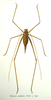 Tabaria opilioides Walker, 1870: female, dorsal view. (Otu).