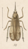 Habitus, dorsal view on Dictyopharoides tenuirostris Fowler, 1900: (Observation).