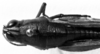CollectionObject 1564379; 2378aa5d-1ec6-4349-8073-3894d15147ab: Image Carbonell, C.S. female, dorsal view (paralectotype). (CollectionObject).