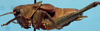 CollectionObject 1533171; 5169c2dc-1c8e-417c-a842-1605e4fb5b29: male, lateral view (holotype). (CollectionObject).