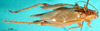 CollectionObject 1503515; 35bfde83-e713-43d5-8f69-6c0be959e22e: male, dorsal view (holotype). (CollectionObject).