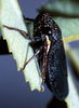 Habitus, dorsal view: U.S.A., Wisconsin, Bayfield Co., 2 mi SSW of Drummond. Photo: R. Rakitov. (Observation).
