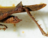 CollectionObject 1498823; 4a602b88-4efd-4ea4-b8d1-3ecc68a55799: 2012. male, hind tibia and abdomen, lateral view. (CollectionObject).