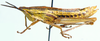 Parasphenella meridionalis (Kevan, 1956): female, lateral viiew. (Otu).