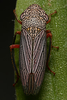Habitus, dorsal view on Cuerna angusta Nielson, 1965: Mexico, Queretaro, 2 km E of Camarco. Photo: R. Rakitov. (Observation).