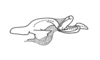 Deinacris picta picta Amédégnato & Descamps, 1979: Fig. 138. endophallus. (Otu).