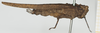 CollectionObject 1517916; b856a326-1510-4c17-8a4c-a845f1768909, NHMUK019024488: female, lateral view (syntype). (CollectionObject).