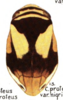 Habitus, dorsal view on Clastoptera nigricollis Fitch, 1851 now Clastoptera proteus Fitch, 1851: (Observation).