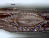 Ramulus ussurianus (Bey-Bienko, 1960): copyright Sergey Storozhenko. Egg, micropylar plate. (Otu).