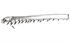 Rhammatocerus palustris Carbonell, 1988: Fig. 6. Female, apical part of tibia. (Otu).