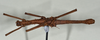 CollectionObject 1557499; e7c1d4a6-f5b9-4eda-aa61-d3650334bb10: copyright USNM, Washington. (CollectionObject).