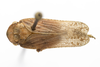 Habitus, dorsal view: (Observation).